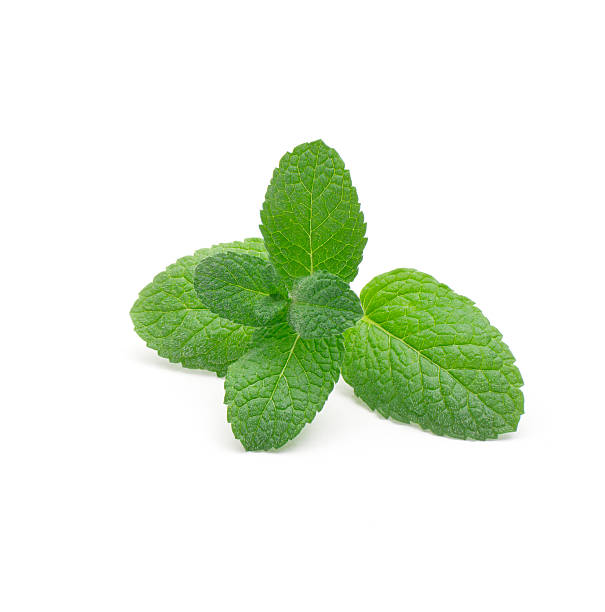 Green Mint stock photo