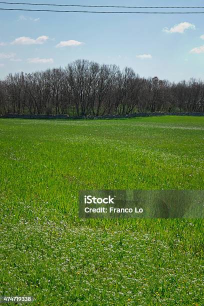 Wild Meadow At Sunlight In The Winter Stock Photo - Download Image Now - 2015, Agricultural Field, Agriculture