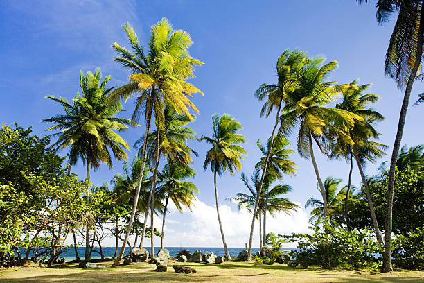 istock Englishman's Bay 474719388