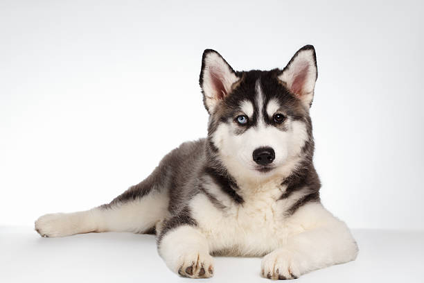 istock Siberian Husky Puppy Lies on White 474719912