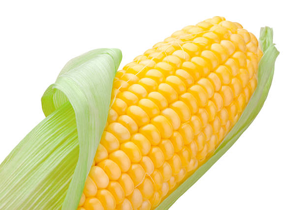 close-up de cima espiga de milho, isolado em um fundo branco - corn fruit vegetable corn on the cob - fotografias e filmes do acervo