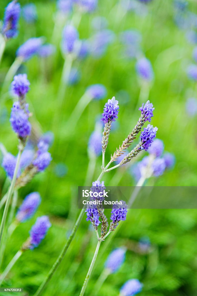 lavender flowers field Beautiful detail of a lavender flowers field. 2015 Stock Photo