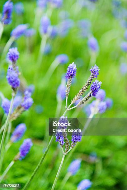 Lavender Flowers Field Stock Photo - Download Image Now - 2015, Abstract, Agricultural Field