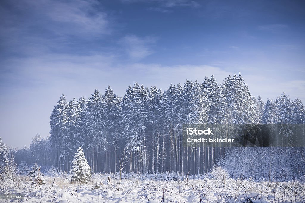 Frozen Forest Snow covered forest in winter in front of a blue sky. Bavaria Stock Photo