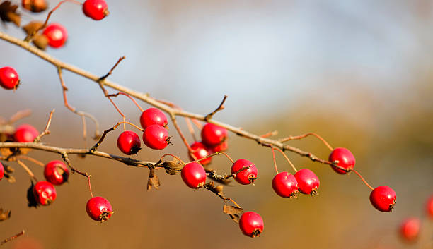 Hawthorn Hawthorn branch with berries maclura pomifera stock pictures, royalty-free photos & images