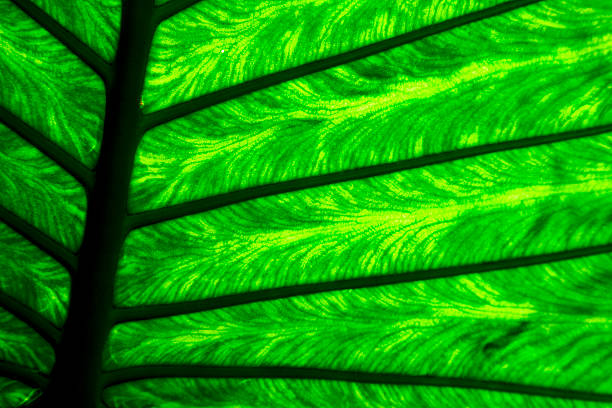 istock abstract  background  m  his veins in the light 474723893
