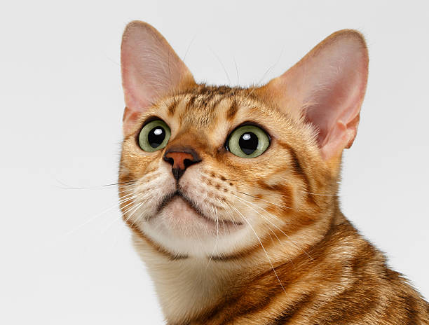 istock Close-up Bengal Cat Looking Up on White 474724364