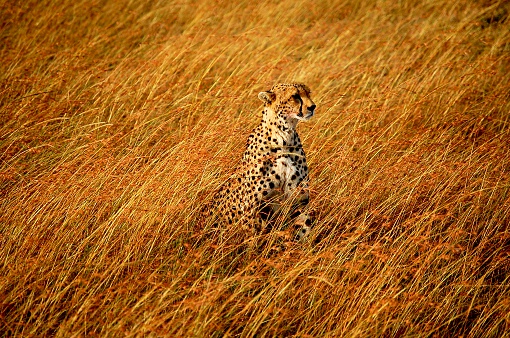 This cheetah was taken on a Kenyan safari on the Maasai Mara National Reserve.