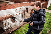 Boy feeding goats at a petting zoo
