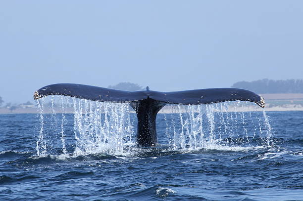 Humpback whale (Megaptera novaeangliae), tail lobbing, where it raises it's tail high out of the water, and then slams it's flukes down on the surface.  The whale and a large number of birds are feeding on anchovies in the water.