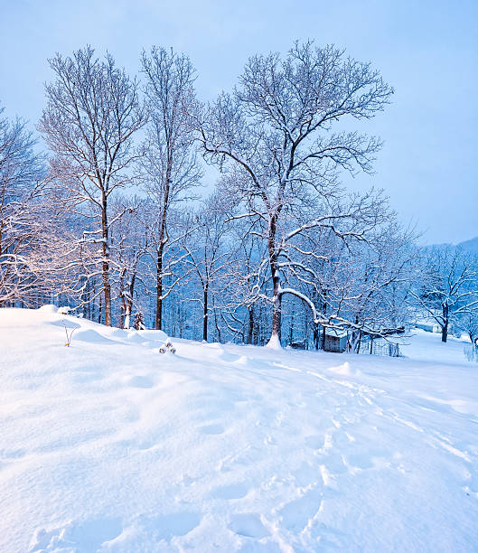 A frigid winter scene with Hickory trees sillouetted in the early morning light