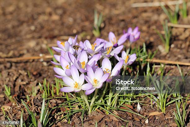 Krokus Biflorus Croftactor Stockfoto und mehr Bilder von Natur - Natur, Safrankrokus, Blume