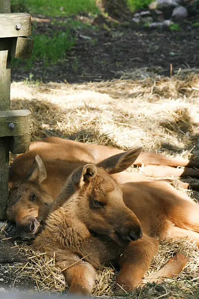 two young moose taking a nap