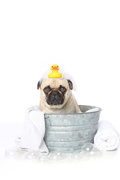 istock Pug dog in the bath 474735770