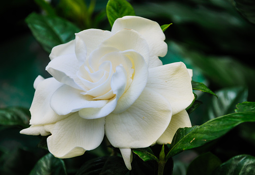 Beautiful  white gardenia close up has an alluring sweet fragrance.