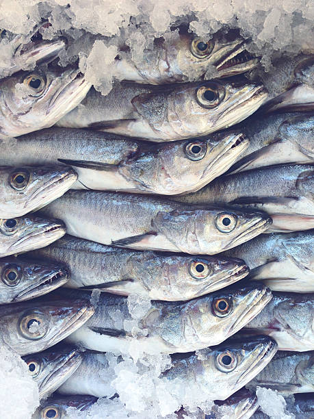 Hake fish at the fishmarket Hake fish at the fishmarket hake stock pictures, royalty-free photos & images