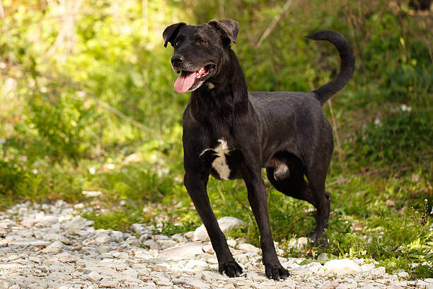 istock Funny Black Dog Stands on Grass Outdoor 474737200
