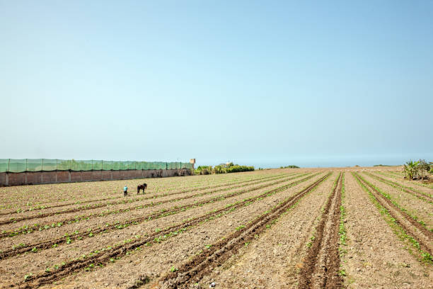 Huaral, Peru - January 22, 2015: Peruvian man tilling the soil with horse-drawn plough on the fertile coastal plain near Huaral