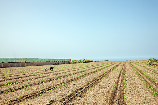 Huaral, Peru - January 22, 2015: Peruvian man tilling the soil with horse-drawn plough on the fertile coastal plain near Huaral