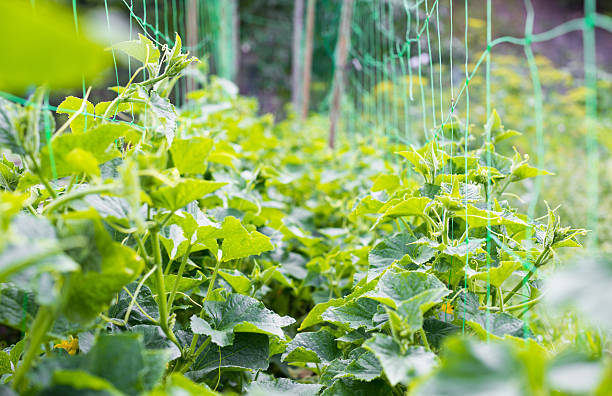 cetriolo s hedyotis viti e foglie verdi - cucumber vegetable plant single flower foto e immagini stock