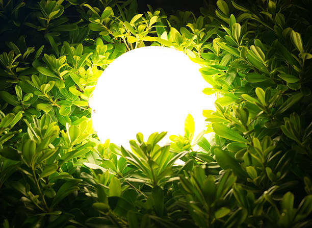 Street lamp in green bush at night, close-up view