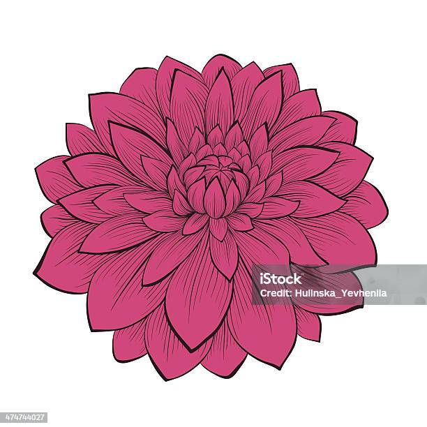 Beautiful Flower Dahlia Drawn In Graphical Style Contours And Lines Stock Illustration - Download Image Now