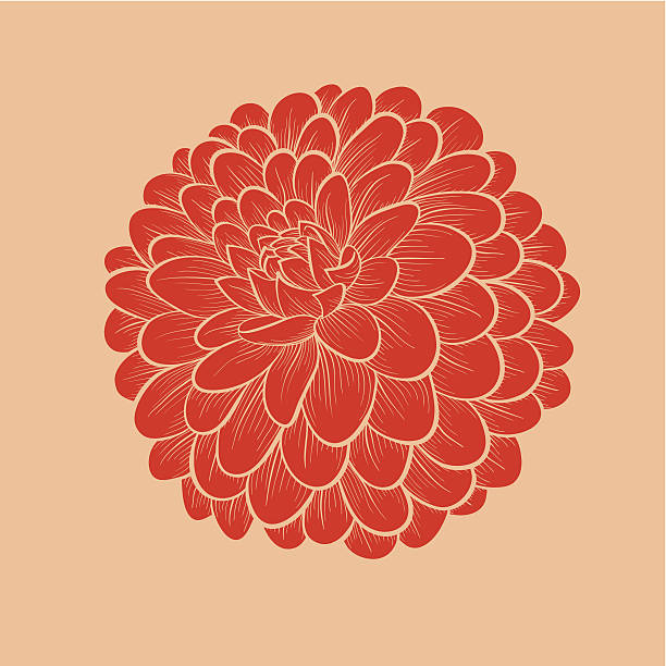 flower Dahlia drawn in graphical style contours and lines beautiful flower Dahlia drawn in graphical style contours and lines, isolated on background art deco stencils stock illustrations