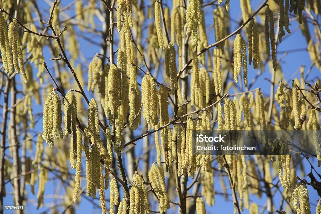 Hazel catkins - Lizenzfrei Baumblüte Stock-Foto