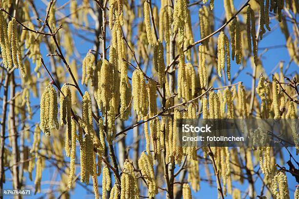 Hazel Catkins Stockfoto und mehr Bilder von Baumblüte - Baumblüte, Blume, Fotografie