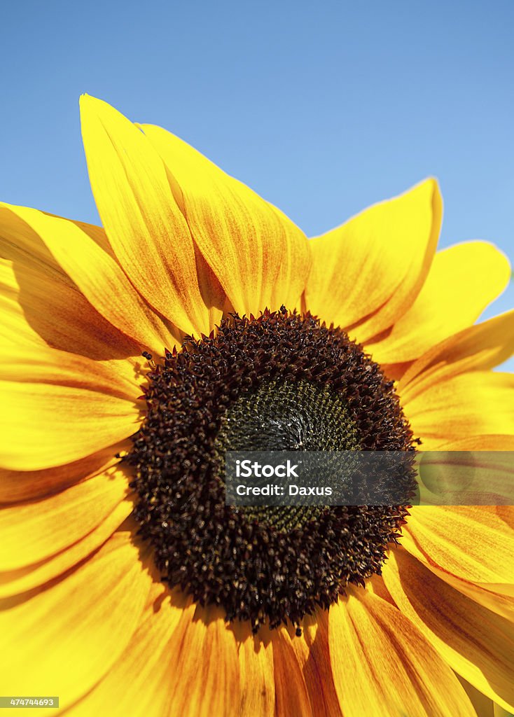 Fleur de soleil - Photo de Agriculture libre de droits