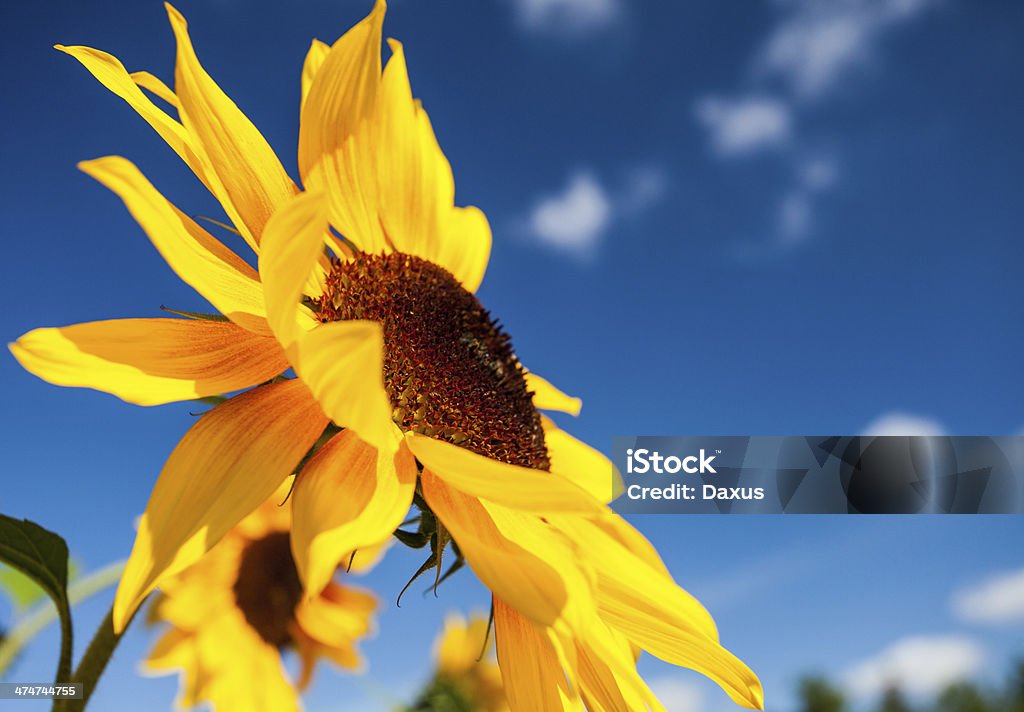 Kwiat słońca - Zbiór zdjęć royalty-free (Bez ludzi)