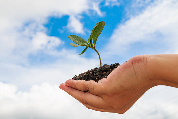 ręka trzyma rośliny w błękitne niebo - development tree human hand bonsai tree zdjęcia i obrazy z banku zdjęć