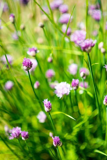 istock Chive flowers and blossoms 474745248