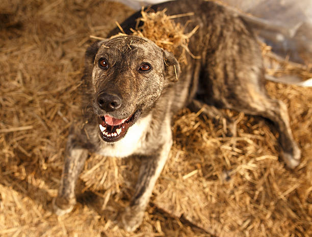 istock Mixed Breed Smiling Dog Lies on Manger 474745330