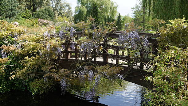 istock Bridge over a pond surrounded by vine plants 474745424