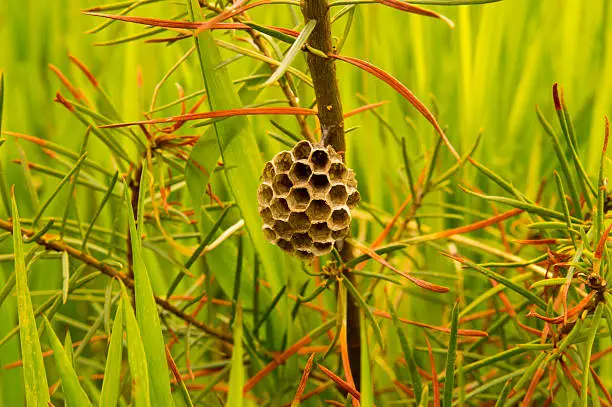 wasp nest clinging to twigs under construction