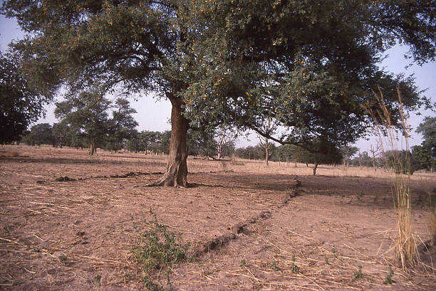prevenzione dell'erosione del suolo rock barriere yatenga burkina faso africa occidentale - prevenzione dellerosione del suolo foto e immagini stock