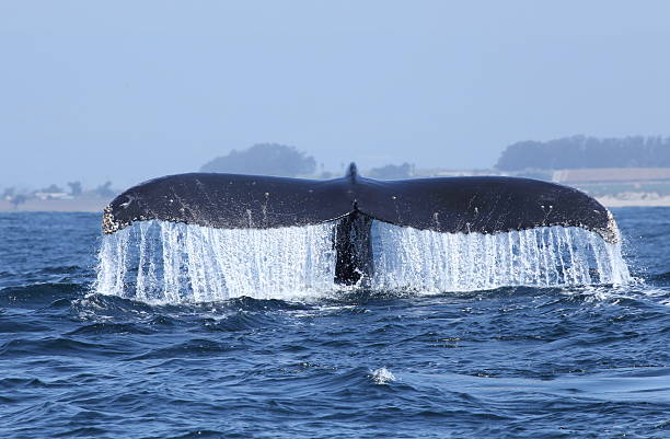 istock humpback whale tail diving in Monterey bay 474752944