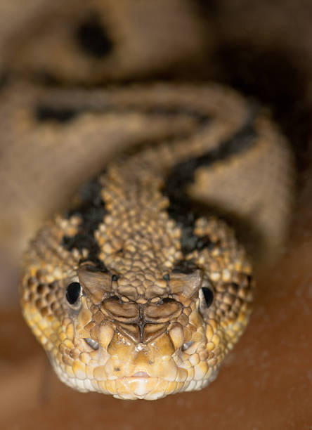 istock portrait of a poisonous snake 474754713