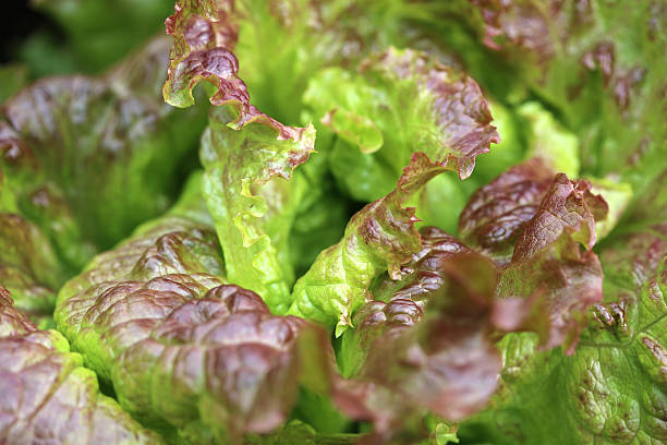 alface folha de carvalho vermelha - bibb lettuce imagens e fotografias de stock