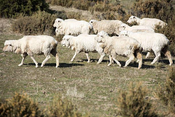 istock sheep flock on patagonia grass background 474757786