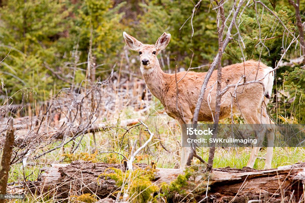 Mule Deer in the Pike National Forest of Colorado Mule deer foraging for food in the Pike National Forest in on a cold spring morning 2015 Stock Photo