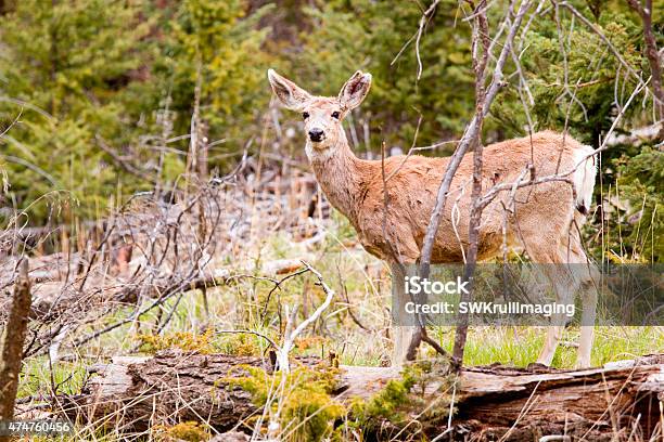 Mule Deer In The Pike National Forest Of Colorado Stock Photo - Download Image Now - 2015, Animal, Animal Wildlife