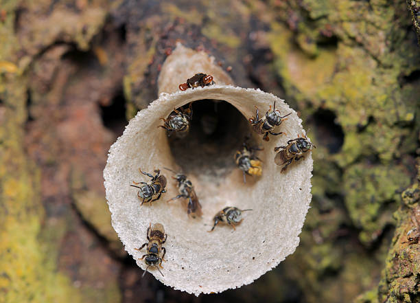 stingless bees - stingless стоковые фото и изображения