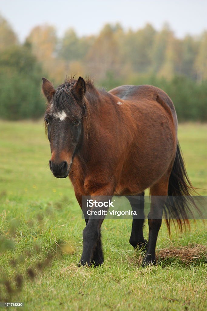 Brown pony walking at the pasture Brown pony walking at the green pasture 2015 Stock Photo