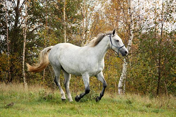 istock White horse galloping free in autumn 474761696