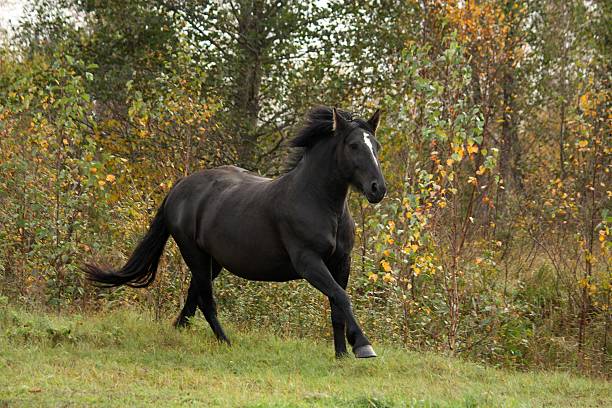 potente galloping percheron en otoño - draft horse fotografías e imágenes de stock