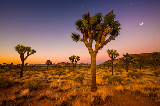 A grove of Joshua Trees being bathed in the soft glow of morning twilight in Joshua Tree National Park, CA.