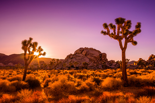 Hiking trail through Joshua Trees at Barker Dam.