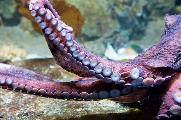 istock giant octopus arm - Enteroctopus dofleini 474768460